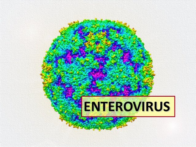 Enterovirus là căn nguyên phổ biến nhất gây viêm màng não do virus ở mọi lứa tuổi, đặc biệt là trẻ em